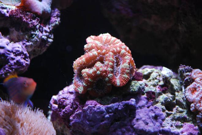 corals inverts - acanthastrea lordhowensis - acan lord stocking in 14 gallons tank - Close Up 5