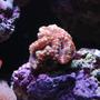 corals inverts - acanthastrea lordhowensis - acan lord stocking in 14 gallons tank - Close Up 5