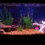 fish tank picture - my 72g bowfront