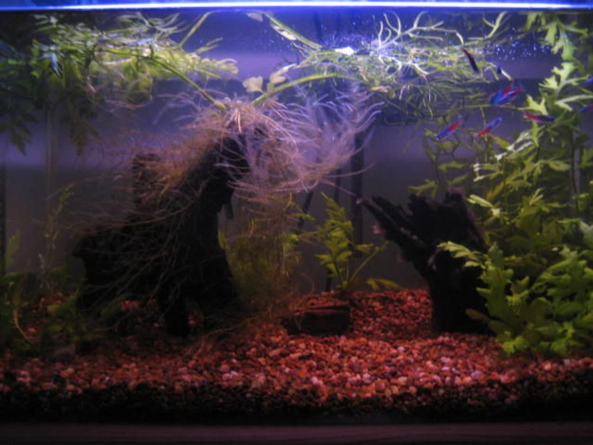 14 gallons planted tank (mostly live plants and fish) - guess what? ... its a fishtank :)