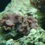 corals inverts - rhodactis inchoata - bullseye mushroom stocking in 29 gallons tank - don't know