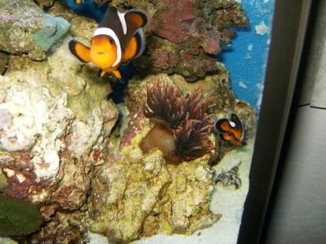 saltwater fish - amphiprion ocellaris - ocellaris clownfish stocking in 72 gallons tank - Mated pair of clowns and rose anemone