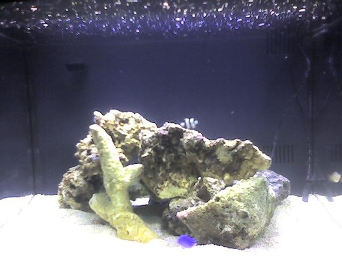 29 gallons reef tank (mostly live coral and fish) - 2 months ago