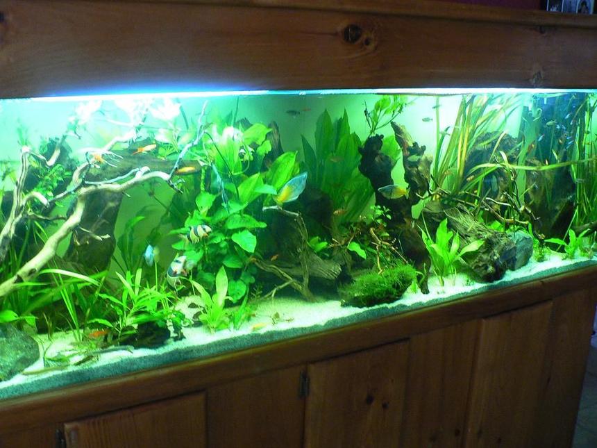Rated #411: 125 Gallons Planted Tank - 125 GALLON WITH OVER 30 SPECIES OF FISH AND 12 TYPES OF PLANTS. 3 TYPES OF DRIFTWOOD AS WELL