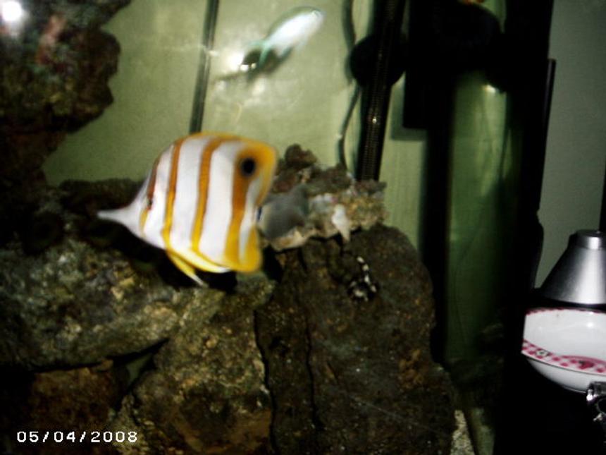 Rated #99: Saltwater Fish - Chelmon Rostratus - Copperband Butterflyfish Stocking In 48 Gallons Tank - My copper #1