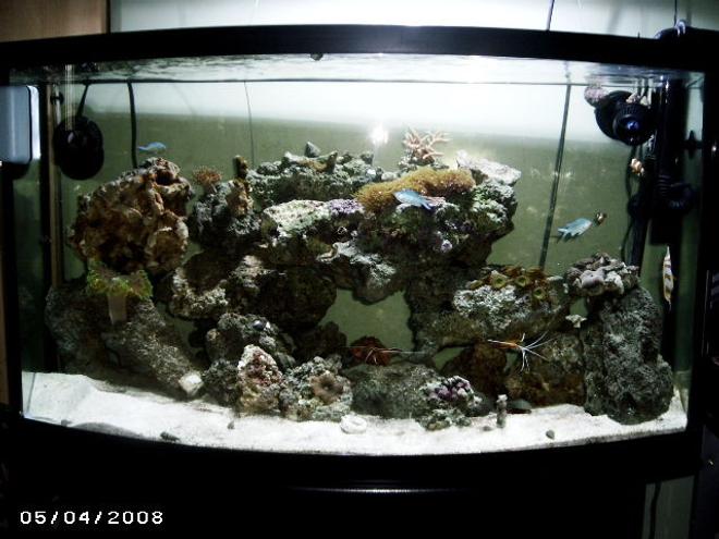48 gallons reef tank (mostly live coral and fish) - Tank #2