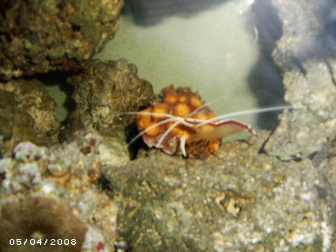 corals inverts - tubastrea faulkneri - orange sun coral stocking in 48 gallons tank - SUN CORAL, ummm hes doing alright, not eating to much do to the three cleaners, keep taking his meals