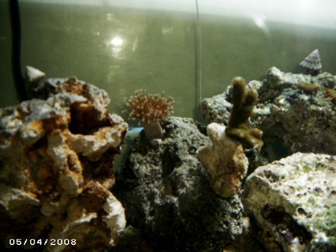 corals inverts - sarcophyton sp. - toadstool mushroom leather coral stocking in 48 gallons tank - can really see it, but a small leather coral, a monti, and a acro
