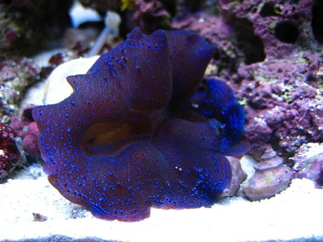 corals inverts - tridacna crocea - crocea clam, second grade stocking in 75 gallons tank - close shot of my crocea clam