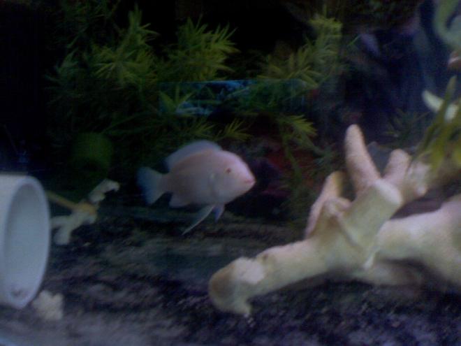 freshwater fish - pseudotropheus socolofi (albino) - albino socolofi stocking in 60 gallons tank - MY ALBINO ZEBRA..3 1/2 INCHES AND VERY HEALTHY