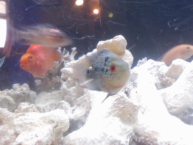 freshwater fish - cichlasoma sp. - flower horn cichlid stocking in 60 gallons tank - FLOWER HORN (HYBRID)