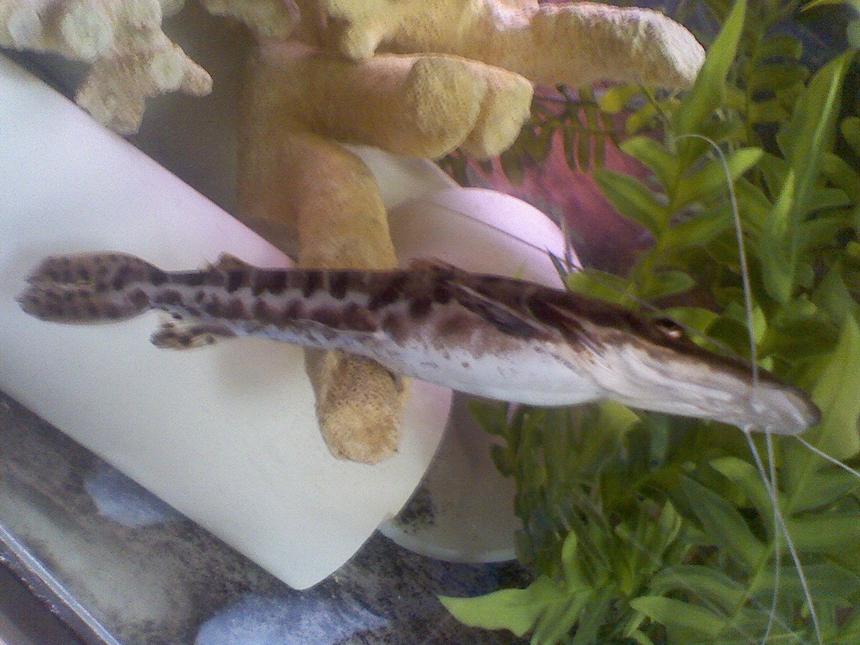 Rated #1490: Freshwater Fish - Pseudoplatystoma Fasciatum - Tiger Shovelnose Cat Stocking In 60 Gallons Tank - HE'S GETTING TO BIG TOO FAST....WHAT CAN I DO
?