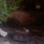 freshwater fish - nandopsis salvini - salvini cichlid stocking in 60 gallons tank - THEY CHILL LIKE THERE FRIENDS...WEIRD