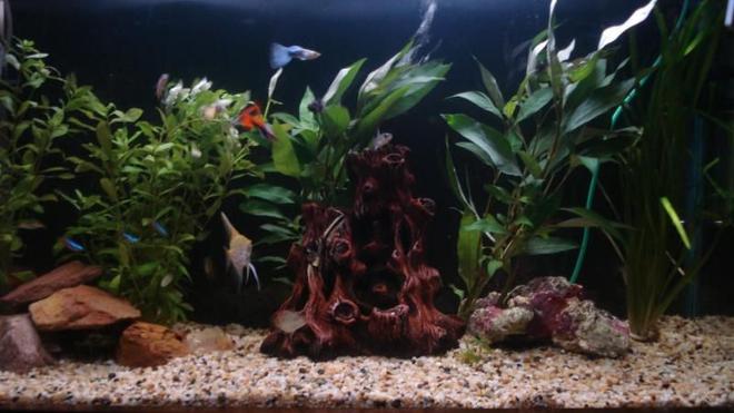 33 gallons freshwater fish tank (mostly fish and non-living decorations) - just started my planted tank photo of it in early stages