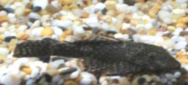freshwater fish - glyptoperichthys gibbiceps - sailfin pleco (l-83) stocking in 33 gallons tank - my pleco  dino i think :)