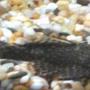 freshwater fish - glyptoperichthys gibbiceps - sailfin pleco (l-83) stocking in 33 gallons tank - my pleco dino i think :)