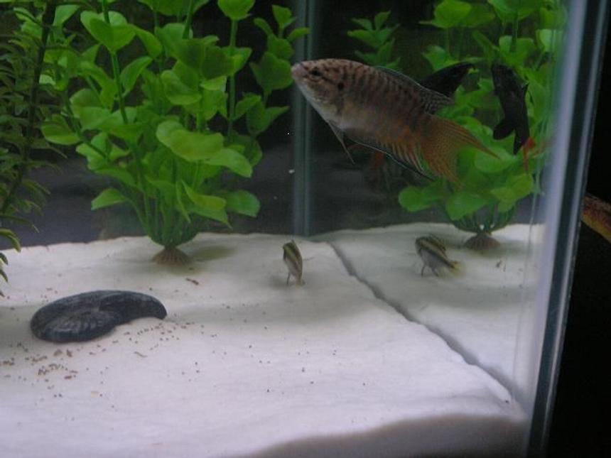 Rated #2014: Freshwater Fish - Macropodus Opercularis - Blue Paradise Stocking In 20 Gallons Tank - my paradise fish