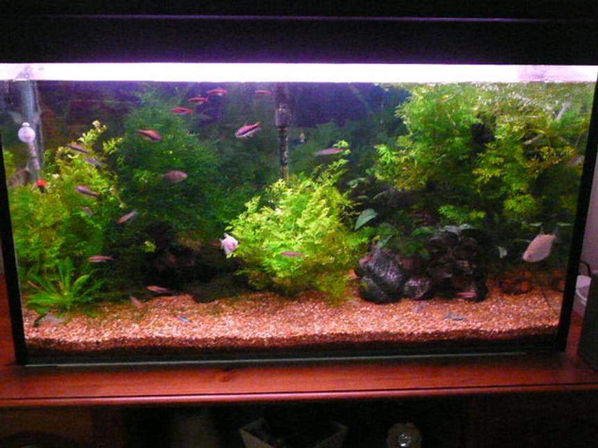 Rated #1344: 41 Gallons Freshwater Fish Tank - some plants and driftwood