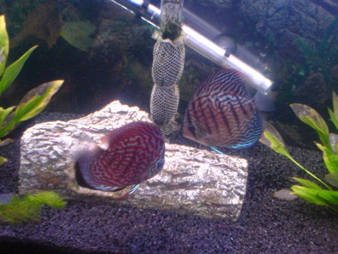freshwater fish - symphysodon spp. - red turquoise discus stocking in 200 gallons tank - 2 of my discus