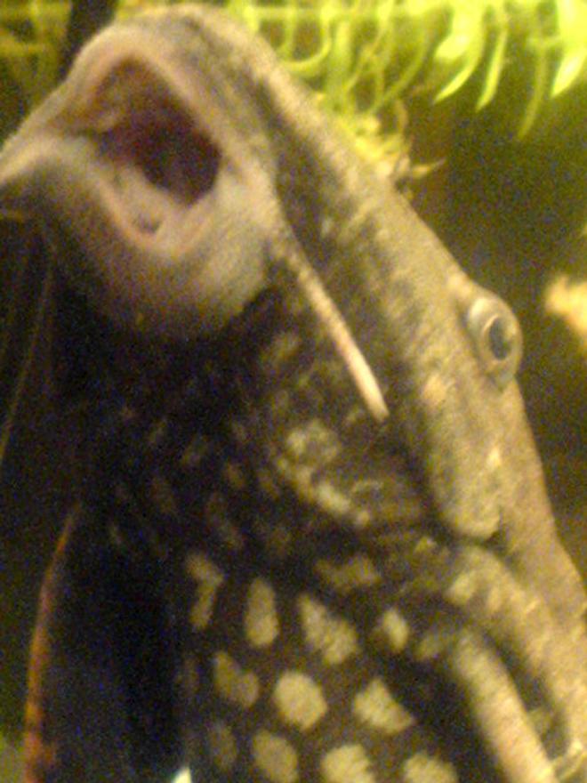 freshwater fish - glyptoperichthys gibbiceps - sailfin pleco (l-83) stocking in 200 gallons tank - my large pleco up close