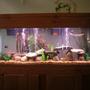 55 gallons freshwater fish tank (mostly fish and non-living decorations) - my 55