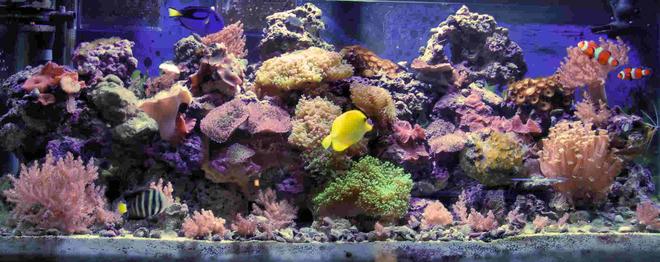 90 gallons reef tank (mostly live coral and fish) - Upgraded picture
