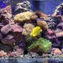 90 gallons reef tank (mostly live coral and fish) - Upgraded picture