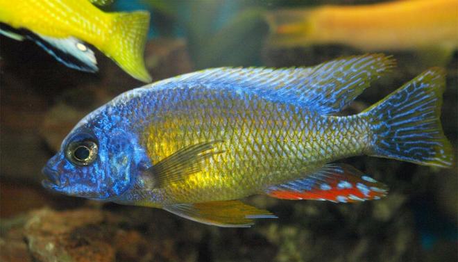 freshwater fish - protomelas fenestratus - fenestratus stocking in 90 gallons tank - My Protomelas Finestratus (Taiwan Reef)