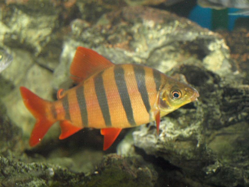 freshwater fish - distichodus sexfasciatus - sixbar distichodus stocking in 90 gallons tank - Distichodus sexfasciatus