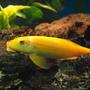 freshwater fish - gyrinocheilos aymonieri - gold algae eater stocking in 90 gallons tank - Chinese Algae Eater