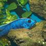 freshwater fish - sciaenochromis ahli - electric blue cichlid stocking in 90 gallons tank - Sciaenochromis alhi