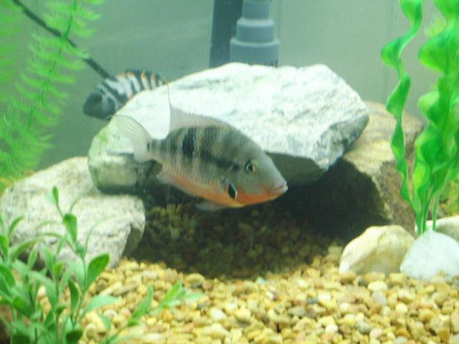 freshwater fish - thorichthys meeki - firemouth cichlid stocking in 75 gallons tank - firemouth