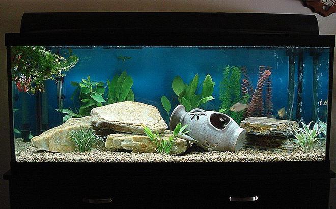 75 gallons freshwater fish tank (mostly fish and non-living decorations) - 75 gallon "fresh" open water tank...