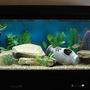 75 gallons freshwater fish tank (mostly fish and non-living decorations) - 75 gallon "fresh" open water tank...