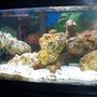 20 gallons saltwater fish tank (mostly fish, little/no live coral) - new live rock 5.08