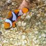 saltwater fish - amphiprion ocellaris - ocellaris clownfish stocking in 20 gallons tank - This is "mo" my biggest baby 5.08