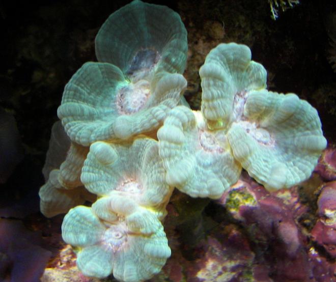 corals inverts - caulastrea furcata - candy cane coral stocking in 125 gallons tank - Dividing Torch coral March 2008