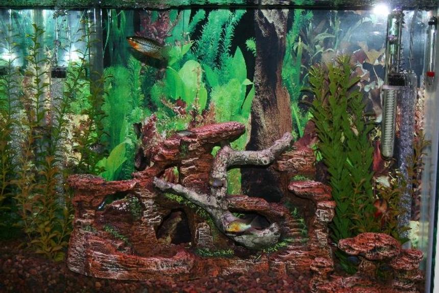 Rated #2368: 39 Gallons Freshwater Fish Tank - 39 Gallon Freshwater Tank