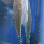 freshwater fish - beaufortia kweichowensis - hillstream loach stocking in 45 gallons tank - Hillstream Loach from the top-side...