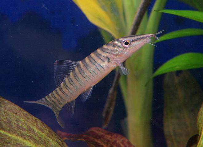 freshwater fish - botia hymenophysa - tiger botia loach stocking in 45 gallons tank - Tiger Loach