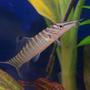 freshwater fish - botia hymenophysa - tiger botia loach stocking in 45 gallons tank - Tiger Loach
