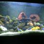 125 gallons freshwater fish tank (mostly fish and non-living decorations) - 125 gal.