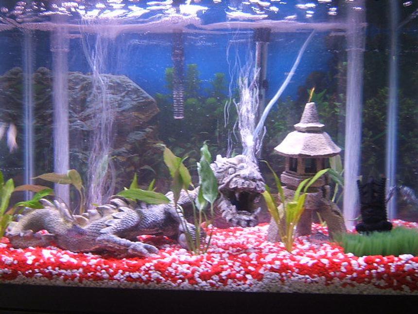 Rated #2175: 20 Gallons Planted Tank - Red and White gravel, Chinese dragon with bubble stone in mouth, bubble stone volcano, undergravel filtration system, breeding grass, tiki statue for prosperity, Bihndi temple, Umbrella Grass, Sword plants, has bulbs planted under gravel, more pictures to come when they grow!