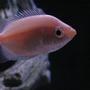 freshwater fish - helostoma temmincki - kissing gourami stocking in 10 gallons tank - My gourami, such a character