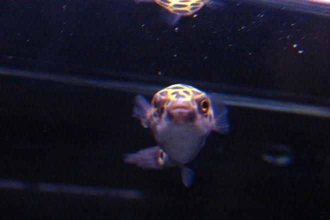 freshwater fish - tetraodon biocellatus - figure 8 pufferfish stocking in 10 gallons tank - My puffer (reminds me of E.T.)