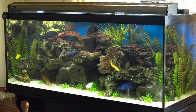 90 gallons freshwater fish tank (mostly fish and non-living decorations) - Diff.View4