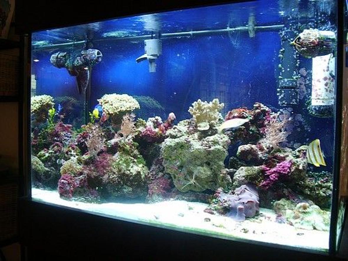 65 gallons reef tank (mostly live coral and fish) - my tank at one years old
