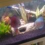 fish tank picture - discus
