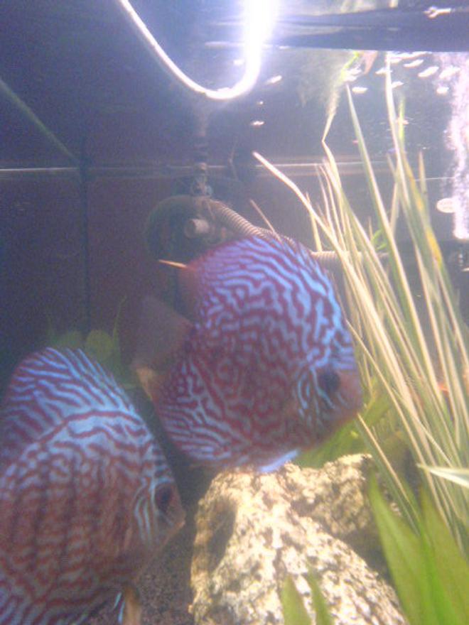 freshwater fish - symphysodon spp. - snakeskin discus stocking in 200 gallons tank - discus