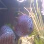 freshwater fish - symphysodon spp. - snakeskin discus stocking in 200 gallons tank - discus